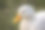 白色鸭头特写图片下载