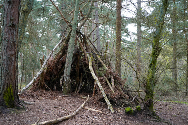 在森林里用原木建的小屋图片下载