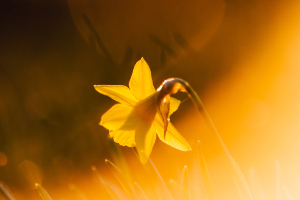 黄色水仙和黄色水仙花在春天的近距离宏观视图显示花卉的自然理想的复活节背景或复活节贺卡黄色的花朵和自然的美丽图片下载