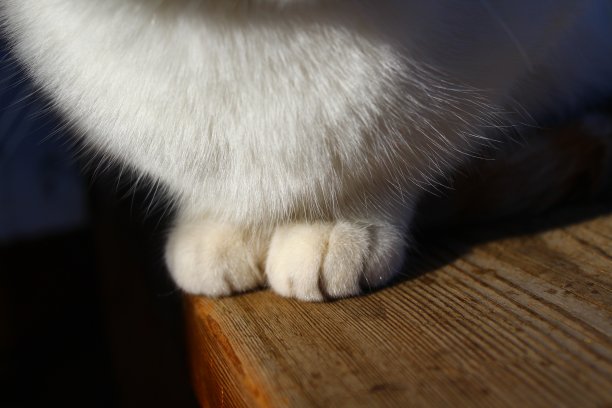 可爱的毛茸茸的猫爪特写图片下载