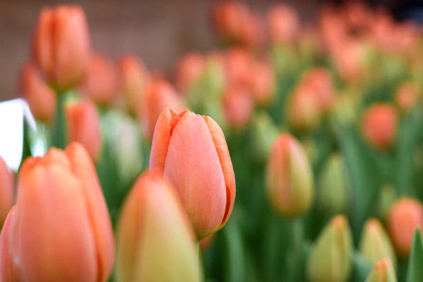 温室里盛开的粉红色郁金香。自然背景。小生意。春天的概念,园艺。妇女节和母亲节。图片下载