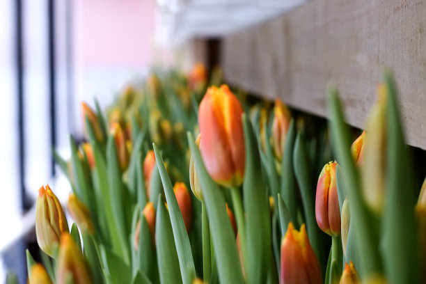 温室里盛开的橙色郁金香。自然背景。“nSmall业务。春天的概念,园艺。妇女节和母亲节。选择聚焦,复制空间。图片下载