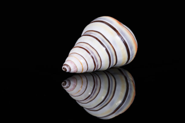 单条纹壳的处女Liguus也被称为糖藤蜗牛，生活在树上的蜗牛，原产于加勒比孤立的黑色背景，镜面反射图片下载