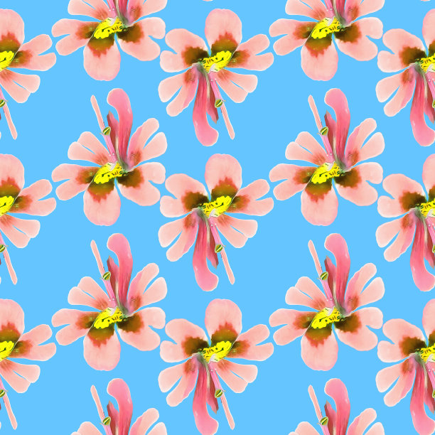 Schizanthus。插图，花的纹理。连续复制的无缝模式。花卉背景，照片拼贴纺织品，棉织物。墙纸，封面，打印图片下载