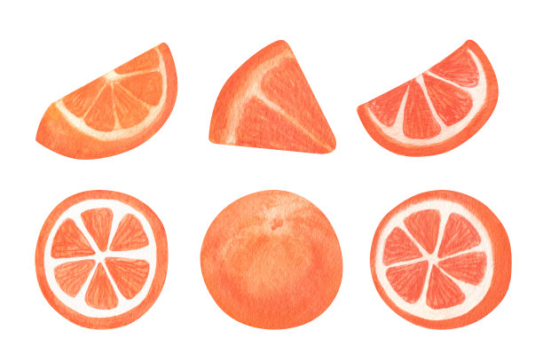 手绘的水彩橙色切片剪贴画集。可爱的水彩插图。图片下载