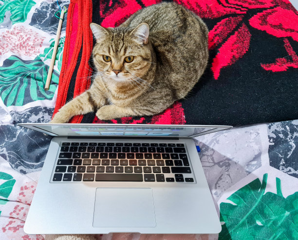 宠物猫在床上放松图片下载