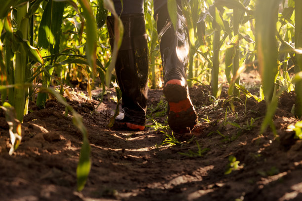 低角度的视图，一个农民的脚在胶靴走在玉米作物。一个农妇在日出时察看她的玉米地，看她的庄稼。图片下载