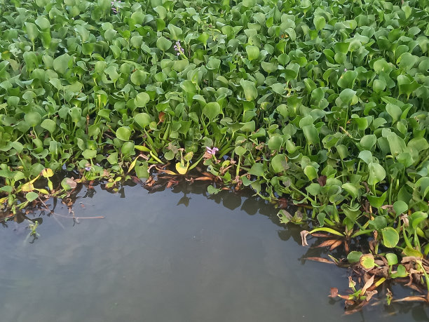 水葫芦花、水葫芦花、水花为自然背景图库照片图片下载