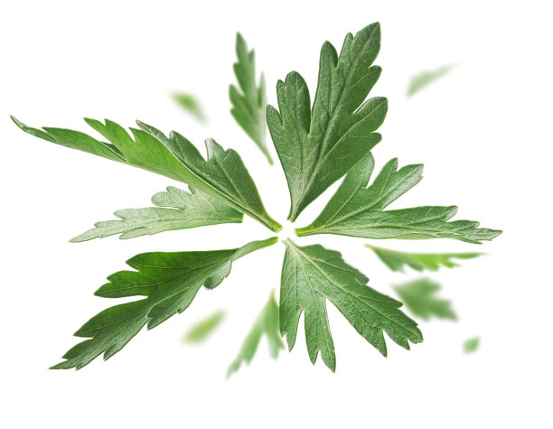 绿色的欧芹叶漂浮在白色的背景上图片下载