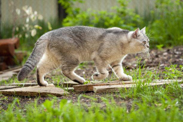 一只灰白色的英国猫在夏日的花园里散步图片下载