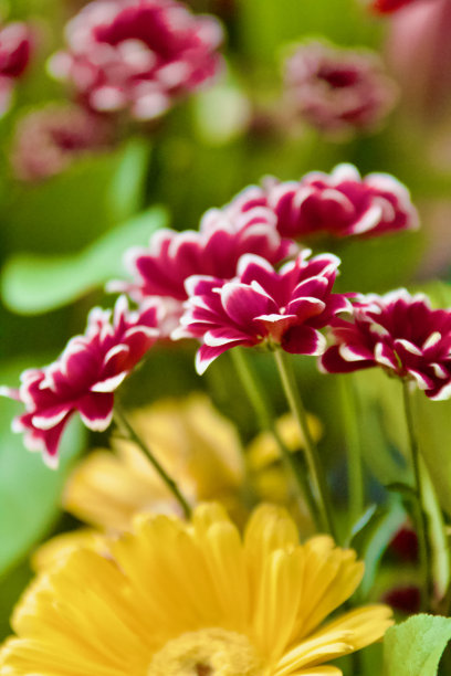 春天鲜花的背景图片下载