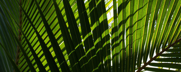 椰子棕榈叶图片下载