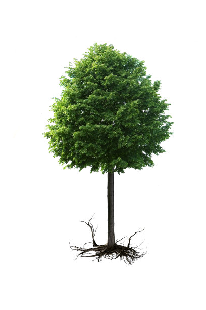 露根树图片下载