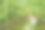 大苦瓜或苦黄瓜，在阳光下悬挂在农场的木栅栏上。绿色背景图片图片下载