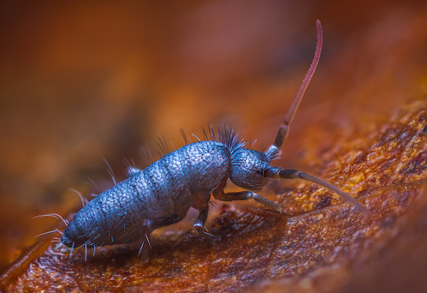 细长的弹尾，木兰花，近距离聚焦堆叠的微距照片图片下载
