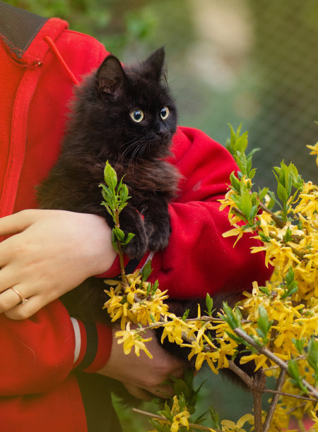花园里的女孩手里抱着她的猫。一个女人在院子里抚摸她可爱的猫。图片下载
