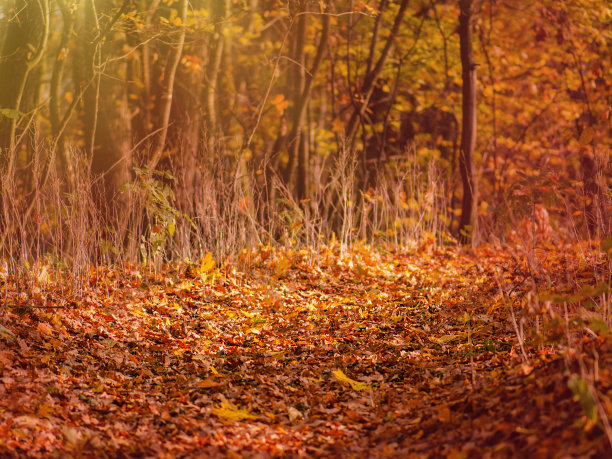 明亮多彩的秋叶背景。秋天感恩节的背景。图片下载