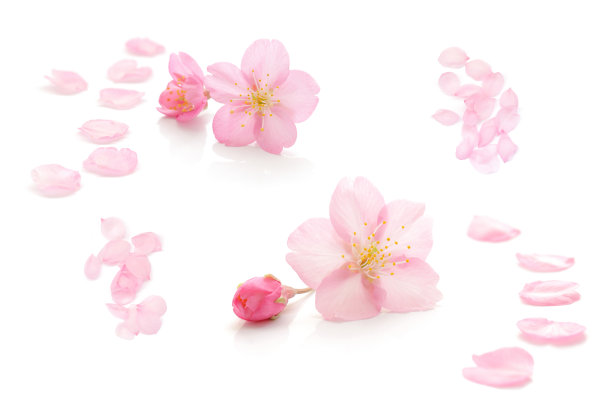 樱花孤立日本天然粉红色，花瓣白色，背景，春天抽象摄影图片下载