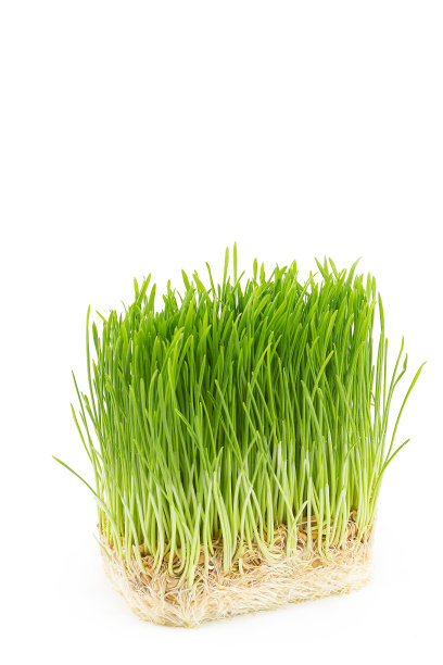 白色背景上的一束新鲜的草。绿色的麦草发芽了。生食饮食和素食观念。发芽麦粒的超级食物。图片下载
