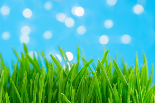 绿草配蓝散景。淡雅的夏季或春季背景。复活节假期的概念。图片下载