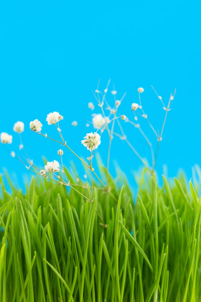 绿色的草地上有白色的gypsophila图片下载