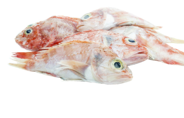 白色背景上的红石斑鱼特写图片下载