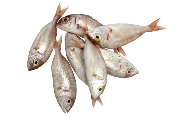 海红色鲻鱼在一个白色的背景特写图片下载