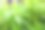 在露珠中留下羽扇豆。Lupinus, Lupinus, Lupinus粉紫色和蓝色。美丽的背景图片。许多绿叶。图片下载