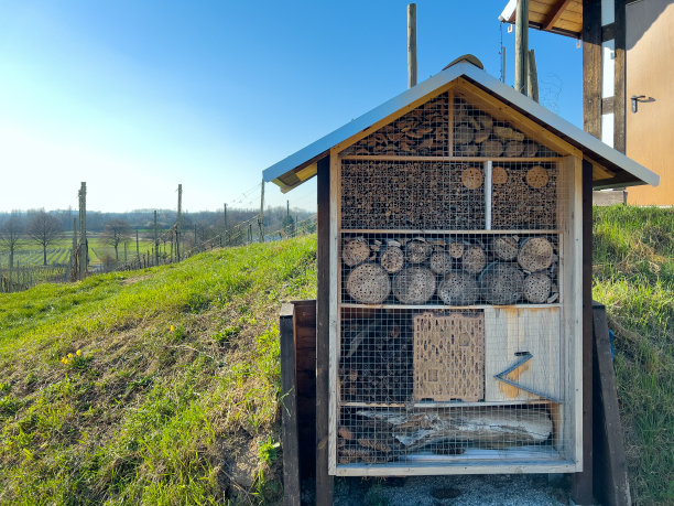 葡萄园里的昆虫旅馆图片下载
