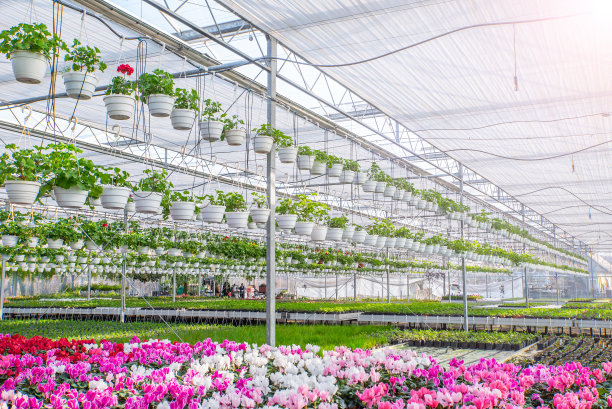 大型花卉温室，美丽的花卉和植物。不同种类的花。图片下载