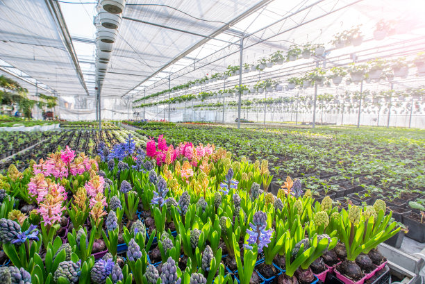 大型花卉温室，美丽的花卉和植物。不同种类的花。图片下载
