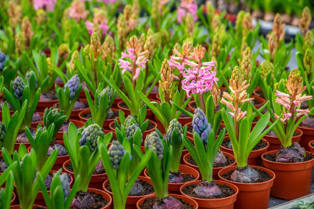 大型花卉温室，美丽的花卉和植物。不同种类的花。图片下载