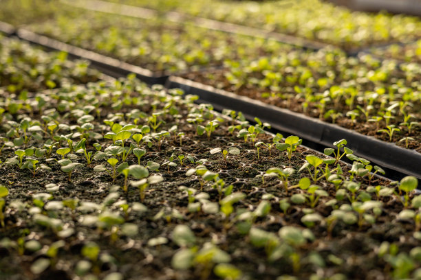 新鲜生长的自然绿色苗木花园床与水滴自然阳光在温室图片下载