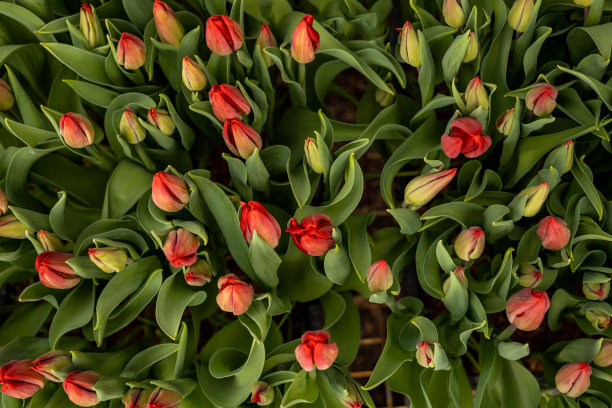 俯瞰花束与美丽的红色郁金香和绿色茎叶自然新鲜的植物装饰图片下载