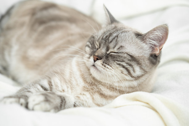美丽的条纹灰色英国品种的猫睡在床上在家里白天。爱护宠物，关爱宠物。图片下载