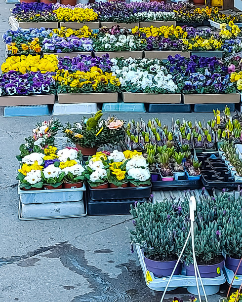 三色紫罗兰，樱草花和吊篮图片下载