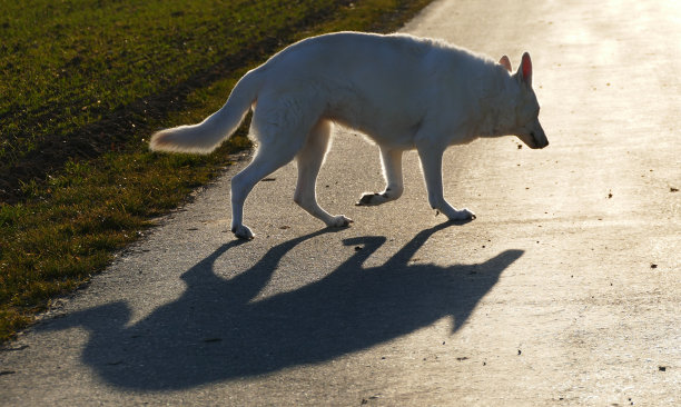 黄昏的阳光下的白狼图片下载