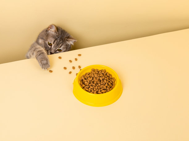 可爱的灰色猫和一碗食物，黄色背景，偷吃食物图片下载