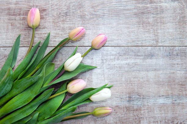 白色和粉红色的郁金香在木制的背景上图片下载