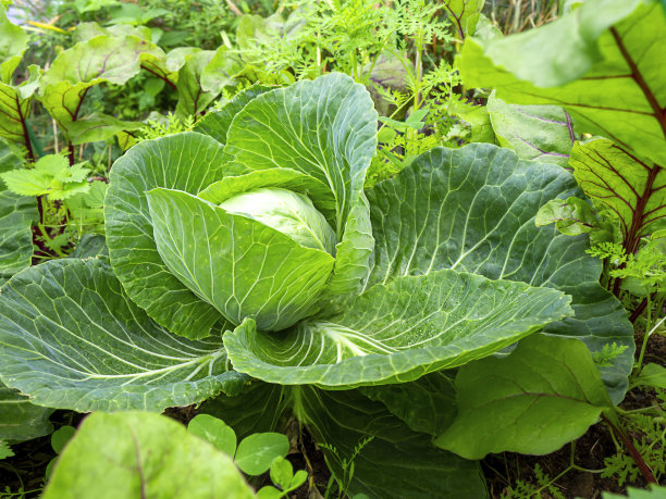 一团白卷心菜正长在苗床上。自然农业。图片下载