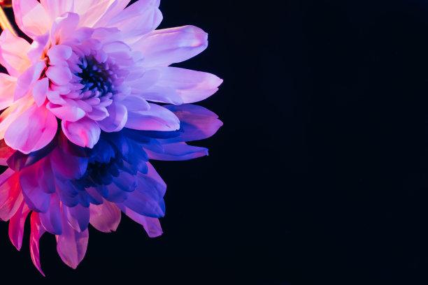 粉红色紫菀花春天颜色梯度花瓣图片下载