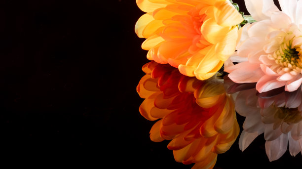 花卉艺术最小背景黑色镜面表面图片下载