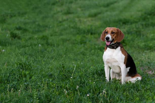 一只比格犬没有系皮带，坐在背景模糊的草地上散步。小猎犬坐在草地上复印。图片下载