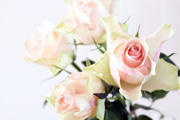 春、夏静物景。复古婚礼女性风格照片，花卉组成。一束粉红色的玫瑰。图片下载