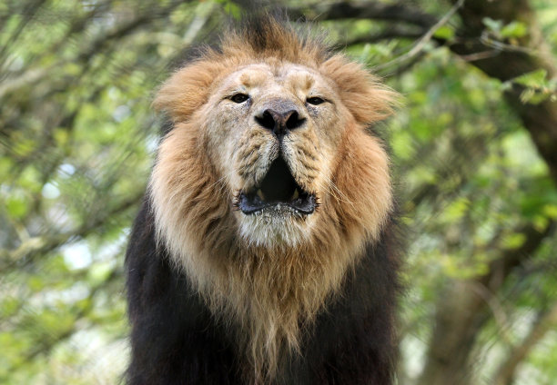 咆哮狮群照片图片下载