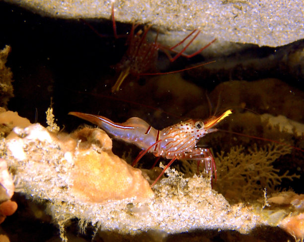 条纹虾图片下载