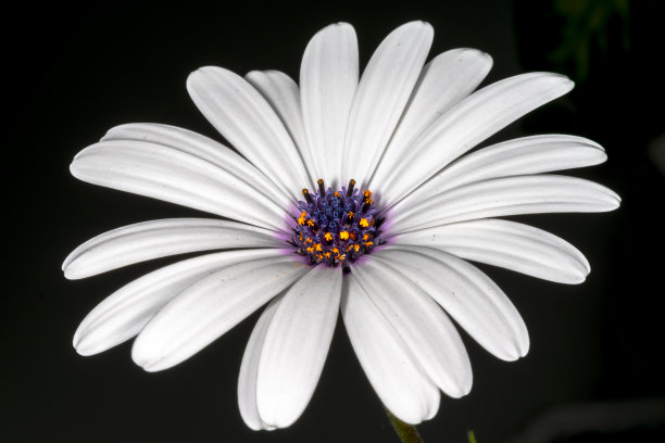 非洲雏菊广泛开放的花，近距离微距摄影在黑色背景图片下载