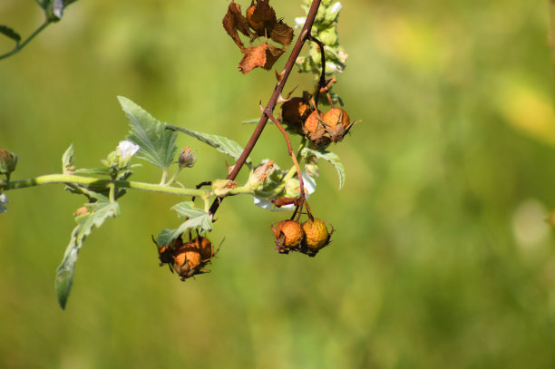 干狗玫瑰种子特写视图与绿色模糊的背景图片下载