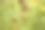 干狗玫瑰种子特写视图与绿色模糊的背景图片下载