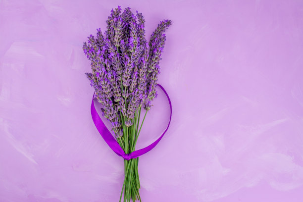 大丽花和花蕾的特写图片下载